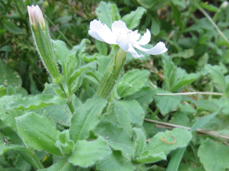 Photo of a flower 