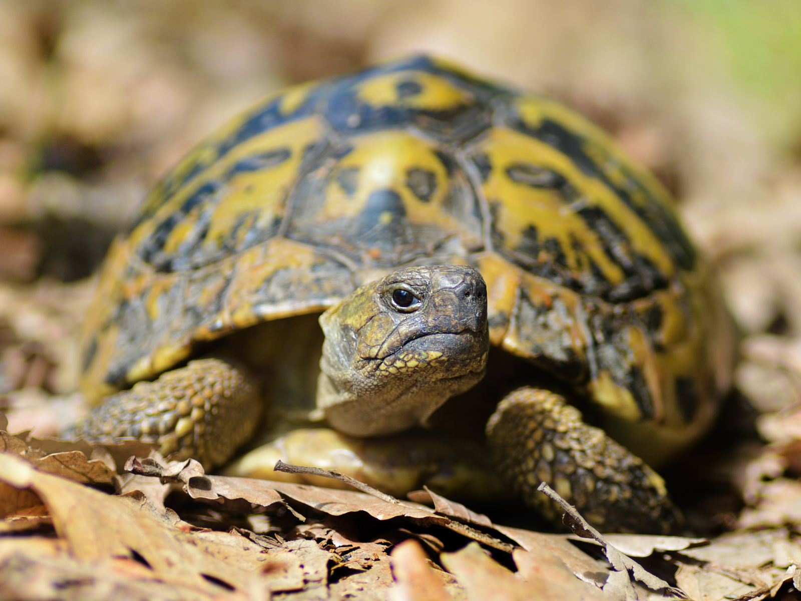 Photo of a tortoise